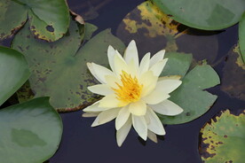 白色睡莲花
