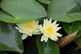 白色睡莲花