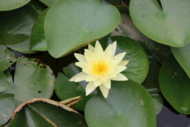 白色睡莲花