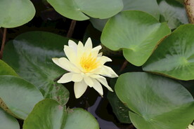 白色睡莲花