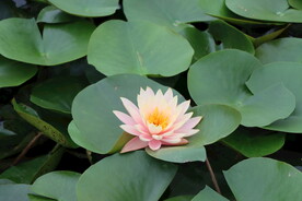 粉色睡莲