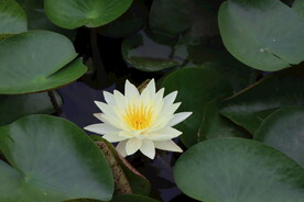 白色睡莲花