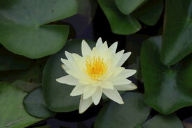 白色睡莲花