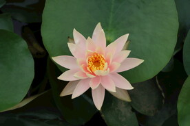 粉色睡莲