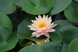 粉色睡莲
