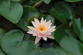 粉色睡莲