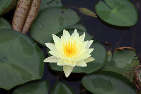 白色睡莲花