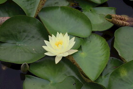 白色睡莲花