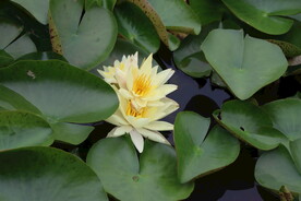 白色睡莲花
