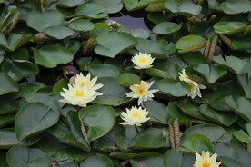 白色睡莲花