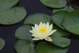 白色睡莲花