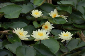 白色睡莲花