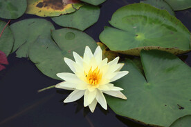 白色睡莲花