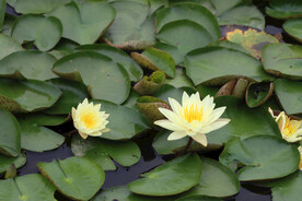 白色睡莲花