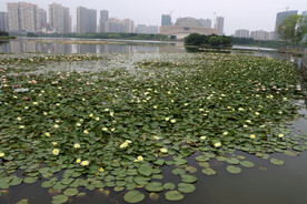 爱莲湖白色睡莲花