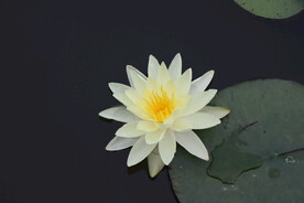 白色睡莲花