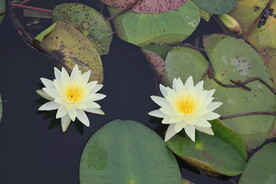 白色睡莲花