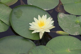 白色睡莲花