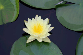 白色睡莲花