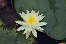 白色睡莲花