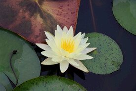白色睡莲花