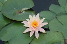 粉色睡莲