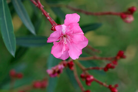 夹竹桃花
