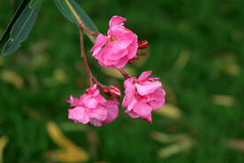 夹竹桃花