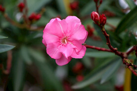 夹竹桃花