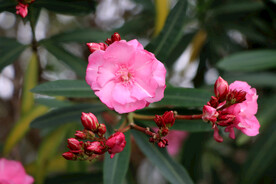 夹竹桃花