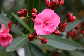 夹竹桃花