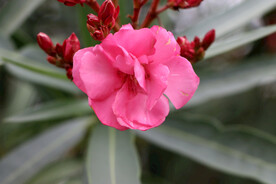 夹竹桃花