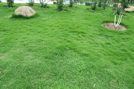 公园绿草地
