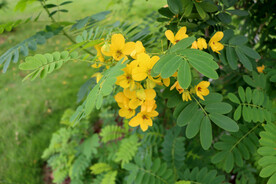 黄槐决明花