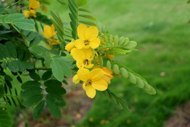 黄槐决明花