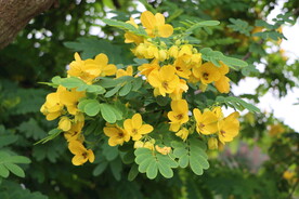 黄槐决明花