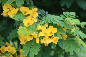 黄槐决明花