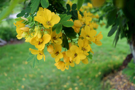 黄槐决明花