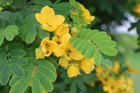 黄槐决明花