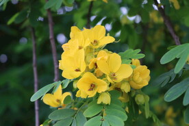 黄槐决明花