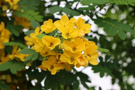 黄槐决明花