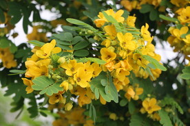 黄槐决明花