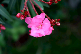 夹竹桃花