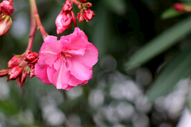 夹竹桃花