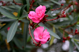 夹竹桃花