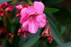 夹竹桃花