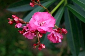 夹竹桃花