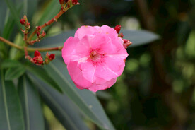 夹竹桃花