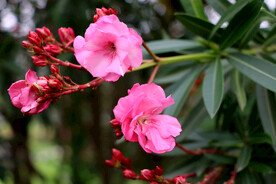 夹竹桃花