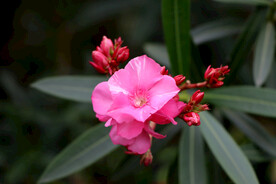 夹竹桃花